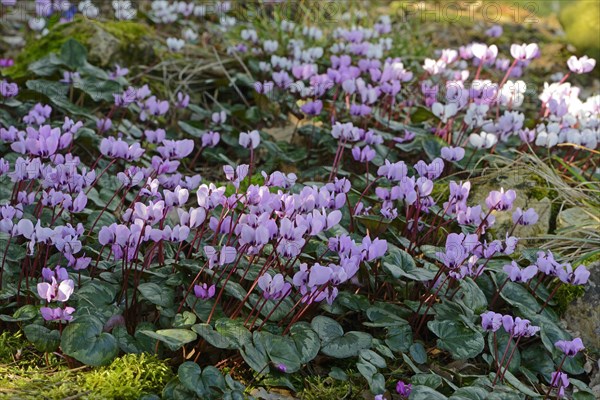 Eastern Sowbread or Cyclamen (Cyclamen coum)