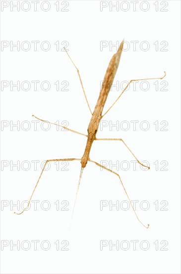 Pink Winged Stick Insect (Sipyloidea sipylus)