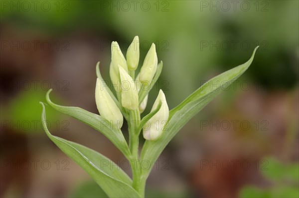 White helleborine (Cephalanthera damasonium)