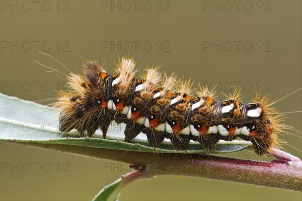 Caterpillar of the Knot Grass (Acronicta rumicis)