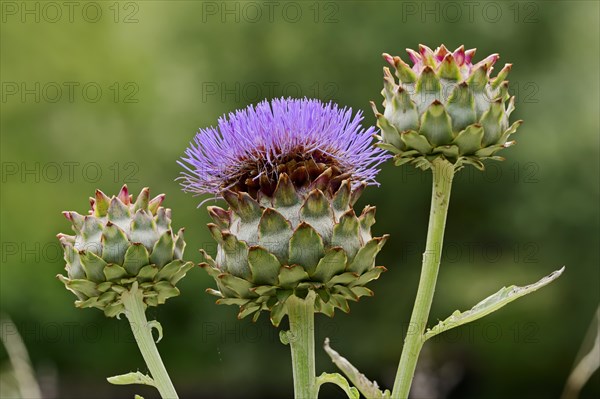 Globe Artichoke (Cynara scolymus