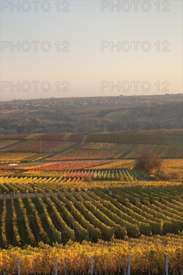 Vineyards in the evening light in autumn