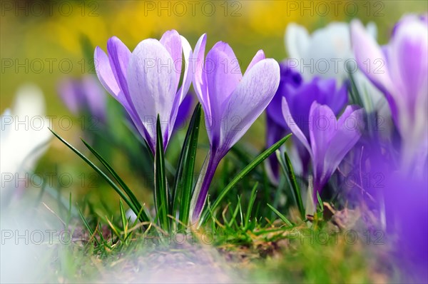 Purple and white crocuses (Crocus)