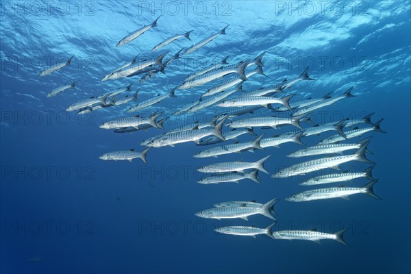 School Blackfin Barracuda (Sphyraena qenie)