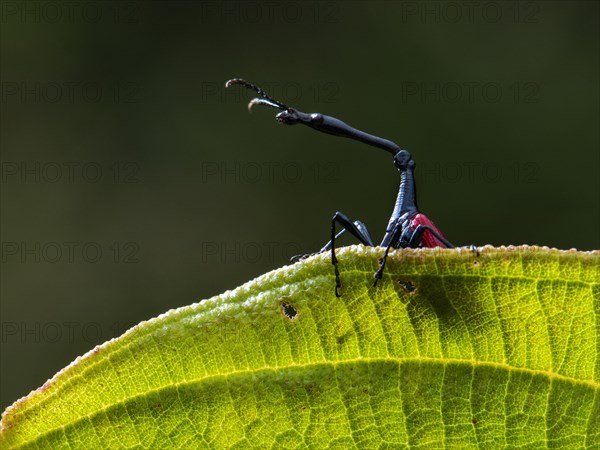 Giraffe weevil (Trachelophorus giraffa) looks out from behind leaf