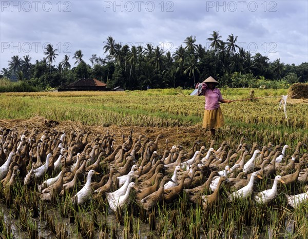 Farmer with a gaggle of indonesian runner ducks