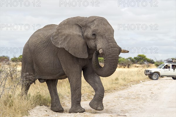 African Elephant (Loxodonta africana) crossing a road