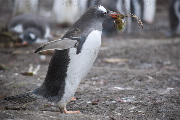 Gentoo Penguin (Pygoscelis papua) with nesting material