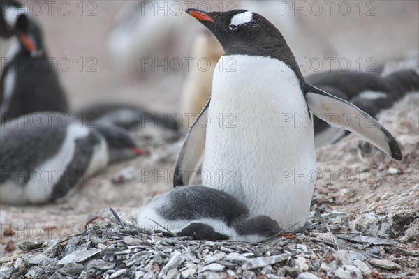 Gentoo Penguin (Pygoscelis papua) and chick at the nest