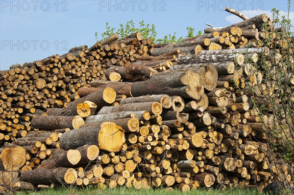 Woodpile