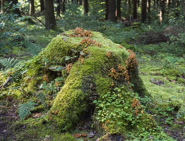 Tree stump in the forest