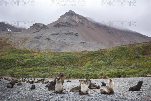 Antarctic Fur Seals (Arctocephalus gazella)