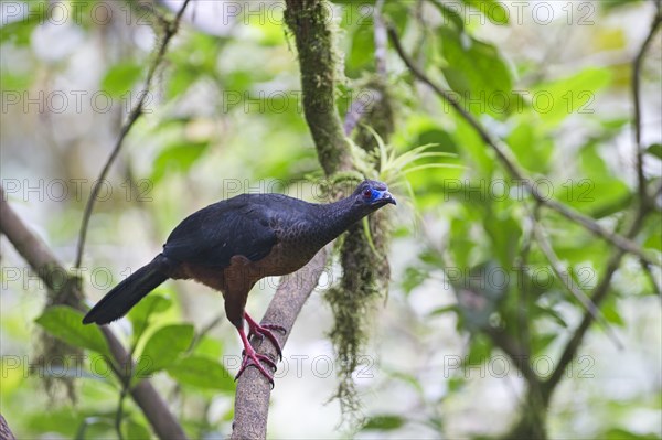 Sickle-winged Guan (Chamaepetes goudotii)