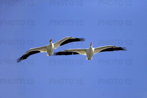 American White Pelican (Pelecanus erythrorhynchos)