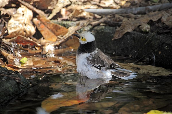 Black-necked