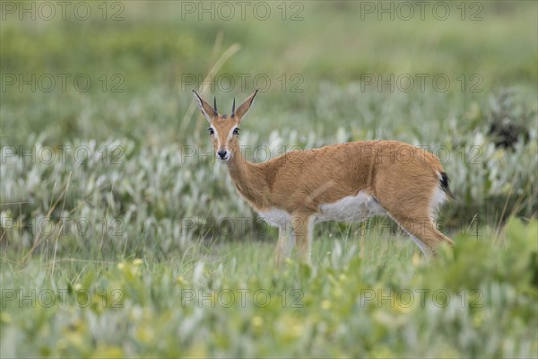 Oribi (Ourebia ourebi)