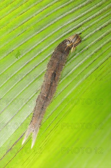 Caterpillar of the Pale Owl or Giant Owl butterfly (Caligo memnon)