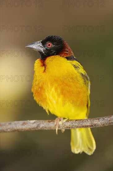 Village Weaver (Ploceus cucullatus