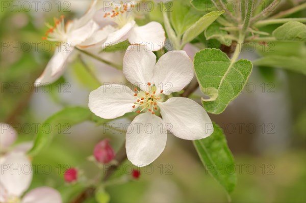 Armenian Plum or Siberian Apricot (Prunus armeniaca)