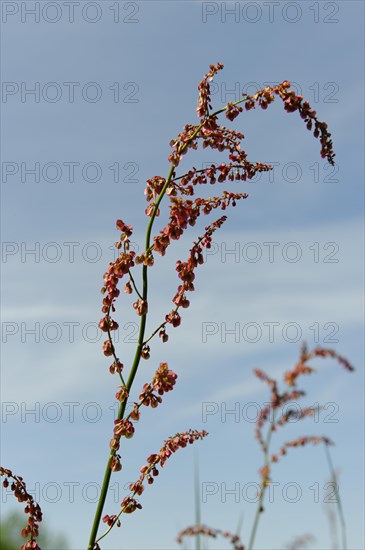 Common Sorrel (Rumex acetosa)