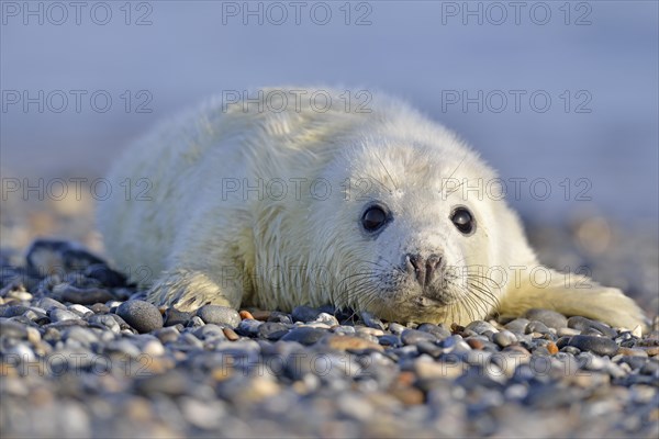 Grey Seal (Halichoerus grypus)