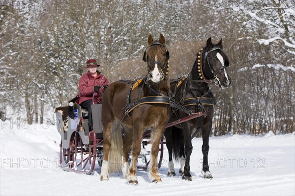 Sleigh with Welsh ponies in winter