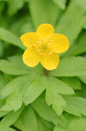 Yellow Anemone (Anemone ranunculoides)