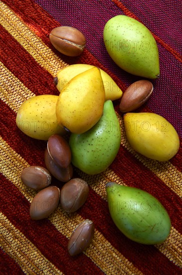 Fresh Argan nuts (Argania spinosa)