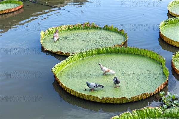 Pigeon in a Giant Water Lily (Victoria sp.)