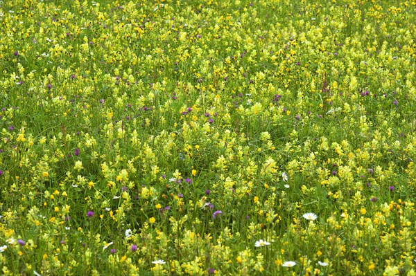 European Yellow Rattle (Rhinanthus alectorolophus) on a flowering spring meadow