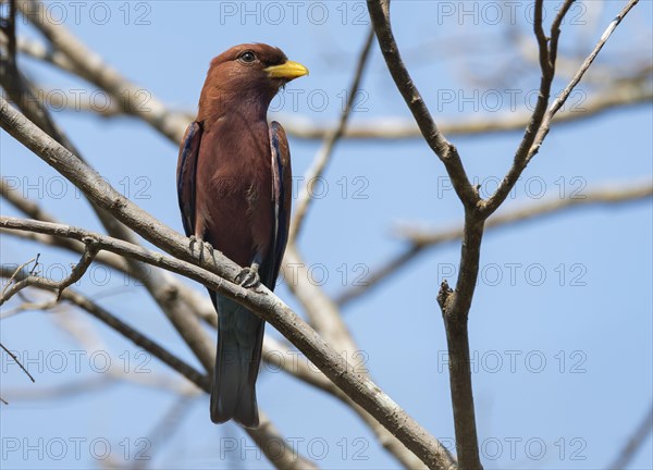 Broad Billed Roller (Eurystomus glaucurus) in Tsingy de Bemaraha National Park