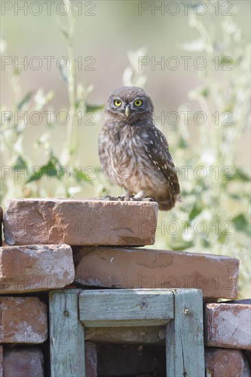 Little owl (Athene noctua)