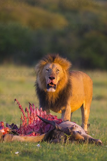 Lion (Panthera leo)