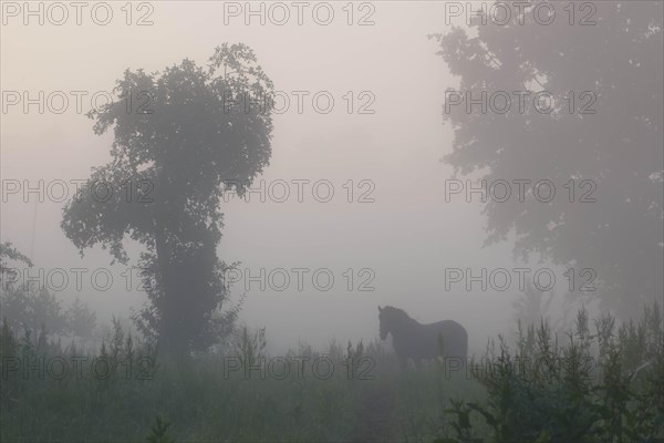 Horse in the morning mist over a meadow