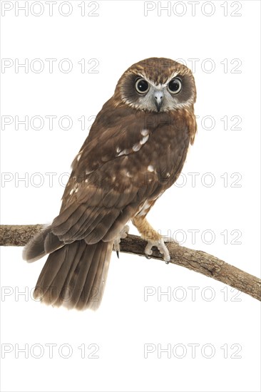 Southern Boobook (Ninox boobook)