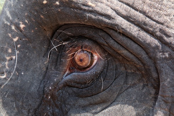 Eye of an Asian Elephant (Elephas maximus)