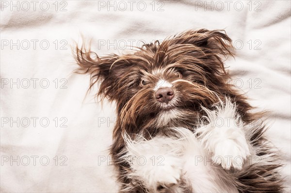 Portrait of a lying brown mixed-breed dog