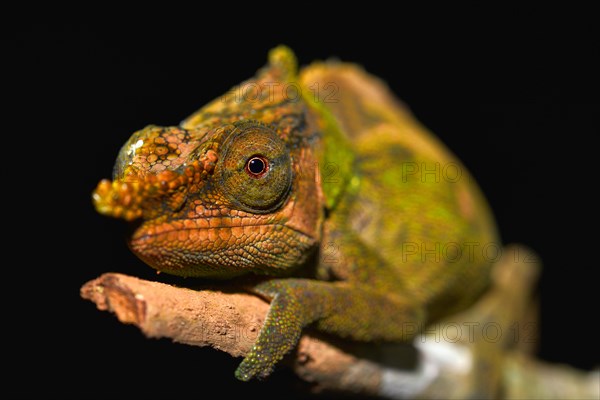 Calumma malthe Chameleon (Calumma malthe)