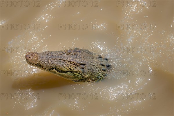 Saltwater Crocodile (Crocodylus porosus)