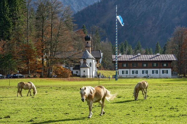 Horses on the pasture