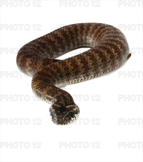 Common Death Adder (Acanthophis antarcticus)