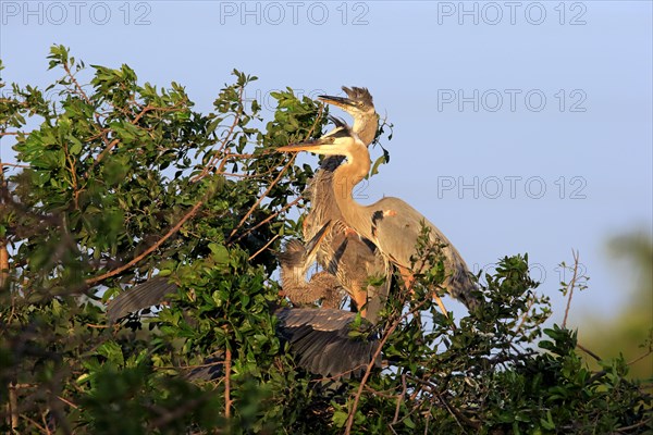 Great Blue Heron (Ardea herodias)