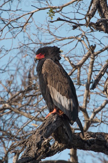 Bateleur (Terathopius ecaudatus)