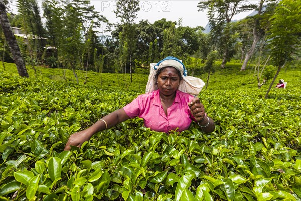 Tea picker