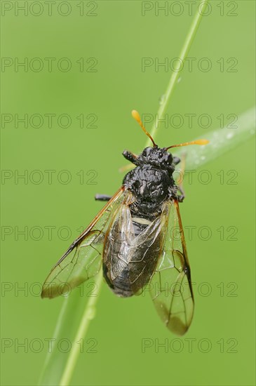 Large Birch Sawfly (Cimbex femoratus)