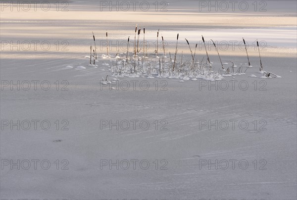 Bulrush (Typha) on a frozen lake