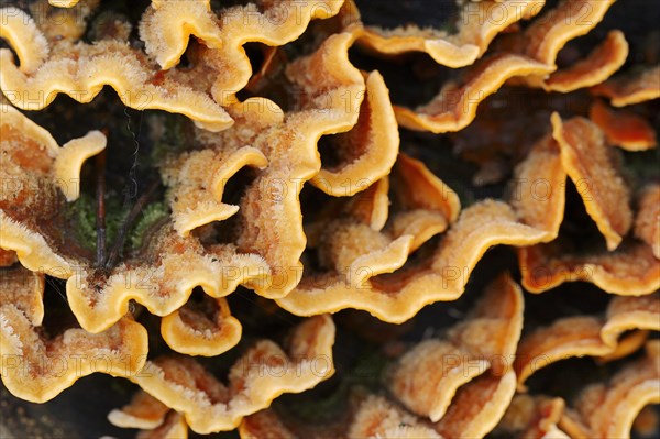 Hairy Stereum or Hairy Curtain Crust (Stereum hirsutum)