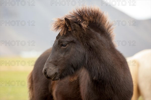 Icelandic horse