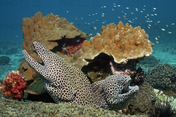 Two Laced Morays (Gymnothorax favagineus) at a coral reef