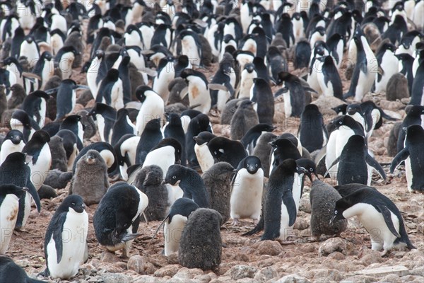 Adelie Penguins (Pygoscelis adeliae)